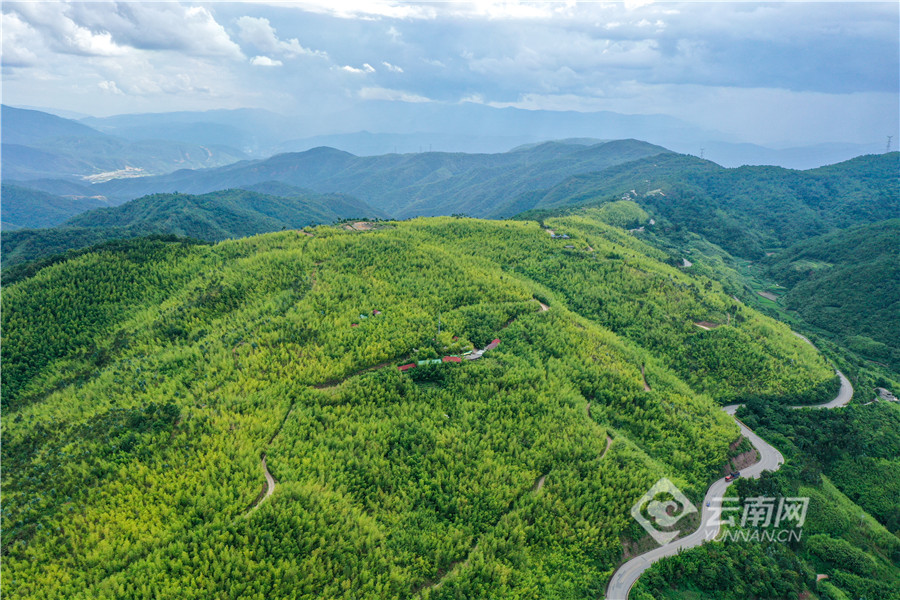 峨山竹海图片