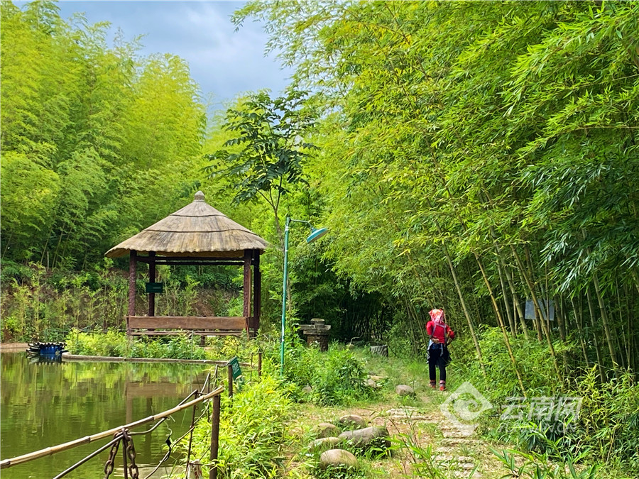 峨山竹海图片