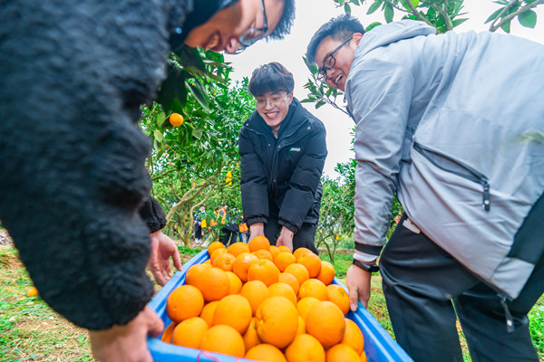 柑橘采摘文化节现场。重庆工商职业学院供图