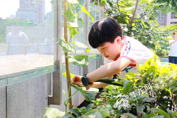 重庆一小学打造近600平米“劳动基地”，让校园有“书香”也有“蔬香”，孩子有“田”更有“甜”！