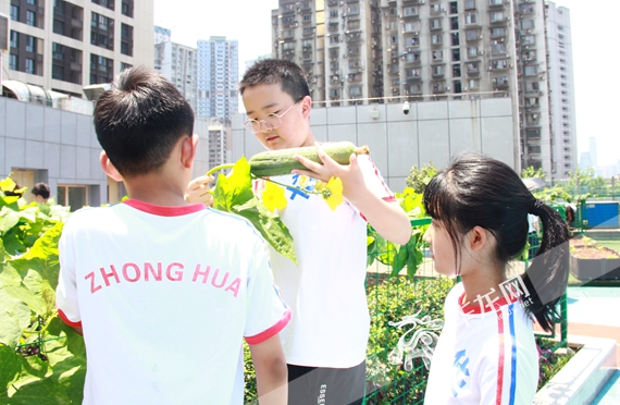 孩子们采摘自己亲手种下的大丝瓜 李晓慧 摄