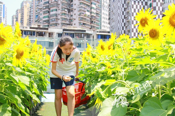 一名同学正为向日葵花田除草 李晓慧 摄
