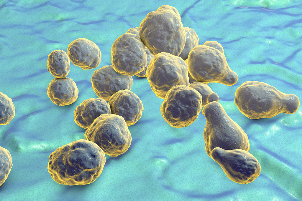 免疫力低下易感染隐球菌 死亡率高达50%！带你了解这种致命病原体